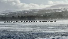 Fiera invernale in Norvegia 20-24 febbraio 2024