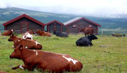 Trekking nella tundra artica dormendo in fattorie norvegesi