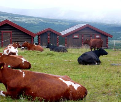 Trekking nella tundra artica dormendo in fattorie norvegesi